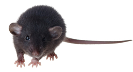 an image of a black rat