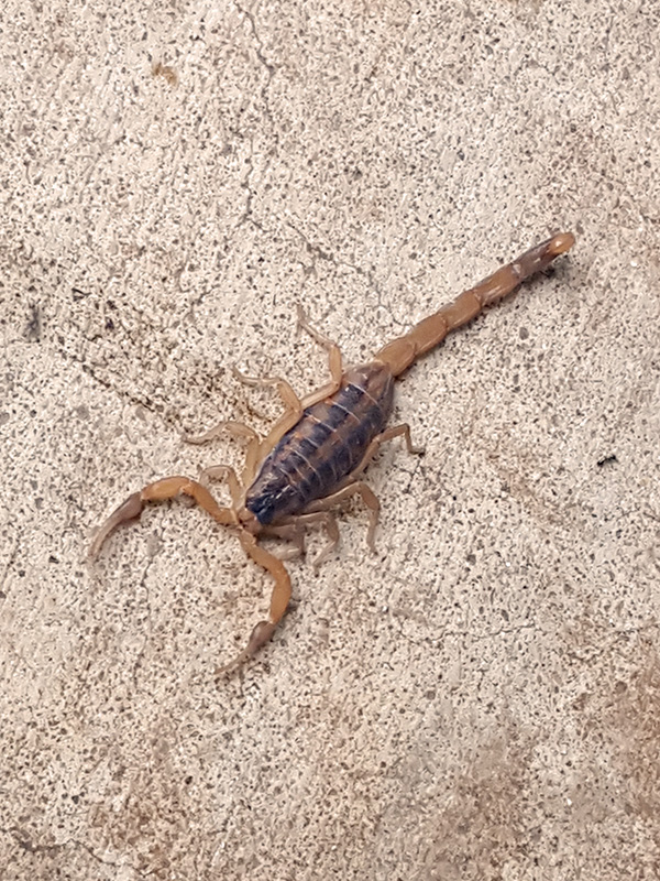 A Wood Bark Scorpion, photographed in Texas