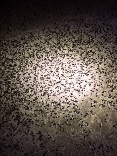 Termite wings discarded after a swarm in a Houston home