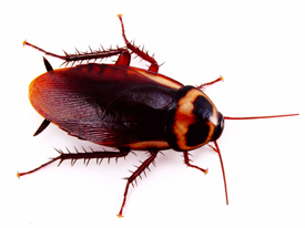An image of a cockroach